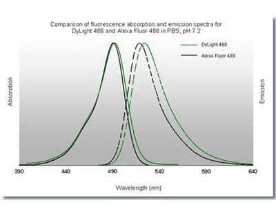 Fluorophore-linked immunosorbent assay: Rabbit anti-Mouse IgG2a Heavy Chain Secondary Antibody [DyLight 488] [NBP1-72891] - Comparison of fluorescence adsorption and emission spectra for Dylight 488 and Alexa Fluor 488 in PBS, pH 7.2.